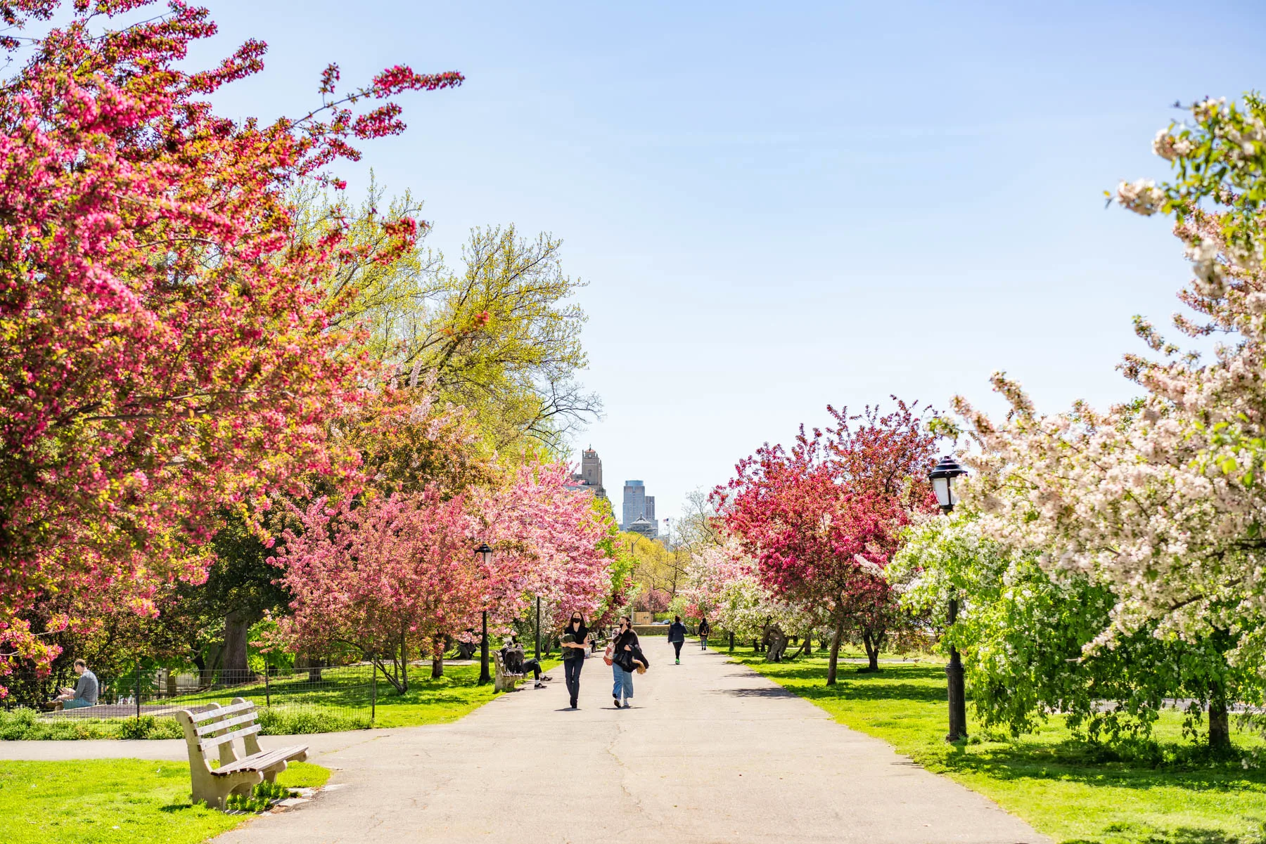 Best spots for cherry blossoms new York City
Riverside Park Cherry Walk