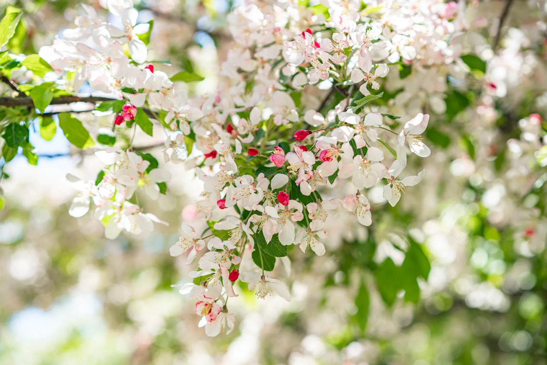 Types of cherry trees in NYC
crabapple tree blossoms