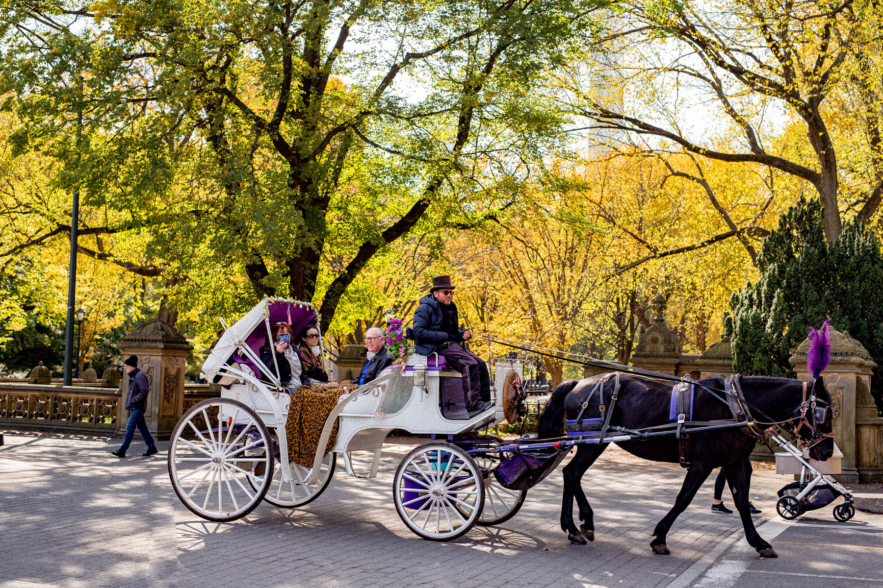 Tourist traps New York City, horse carriage in Central Park