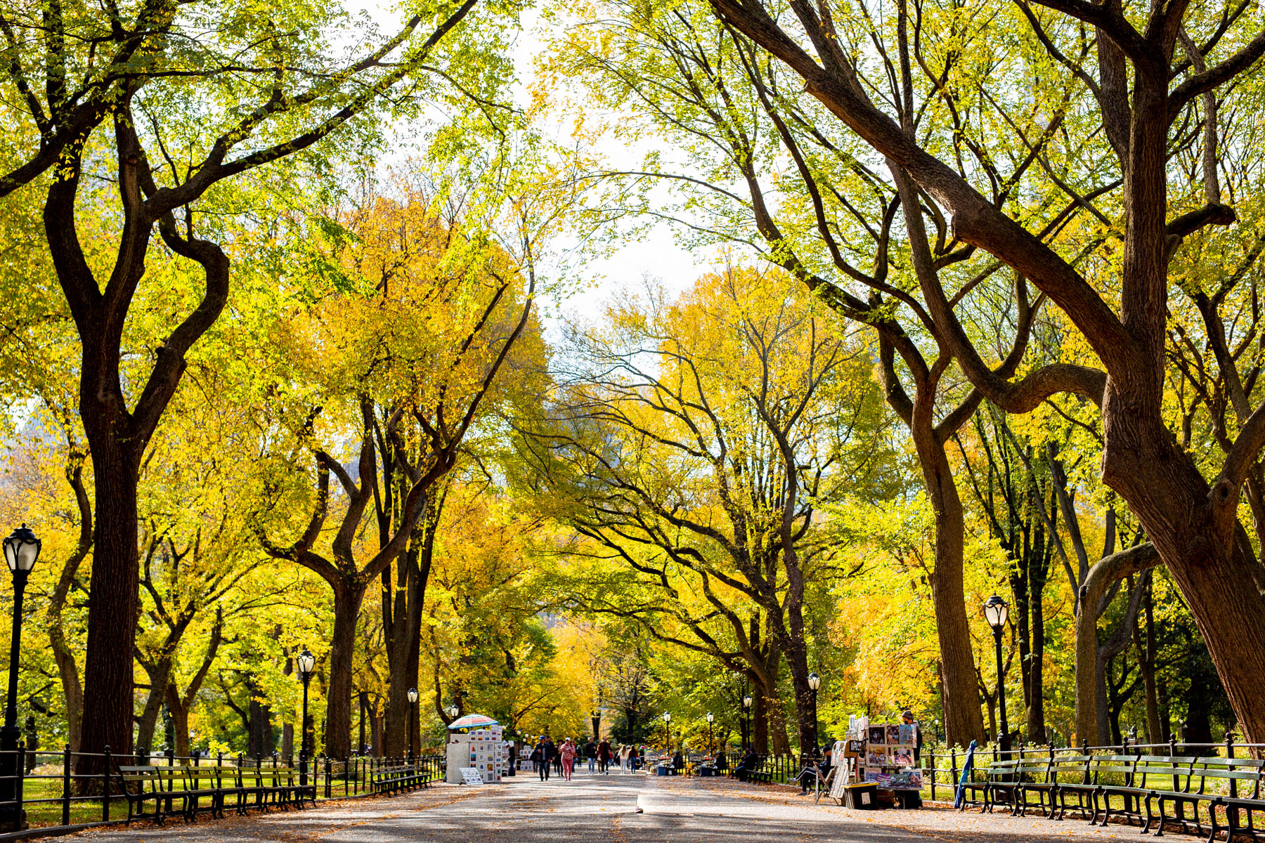 best fall color Central Park