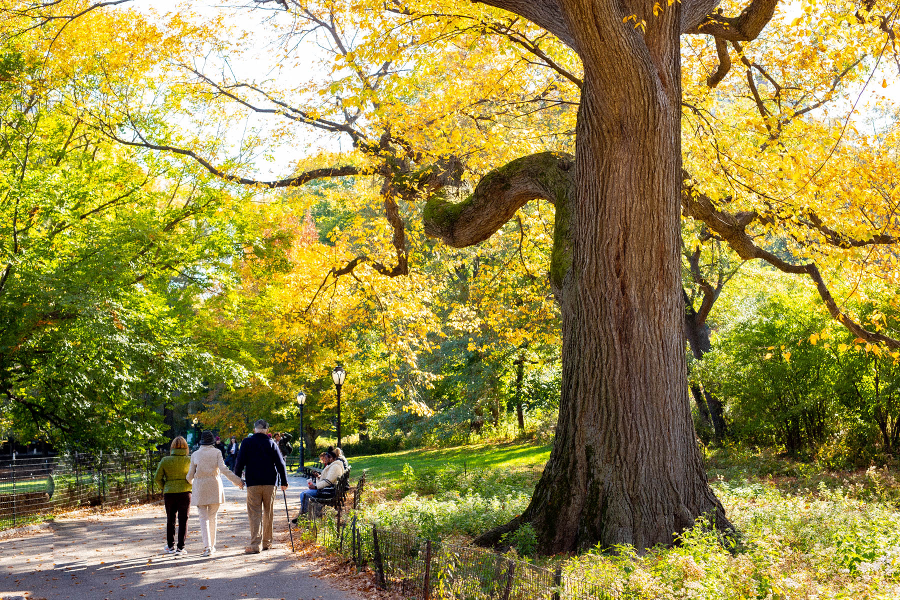 autumn in Central Park