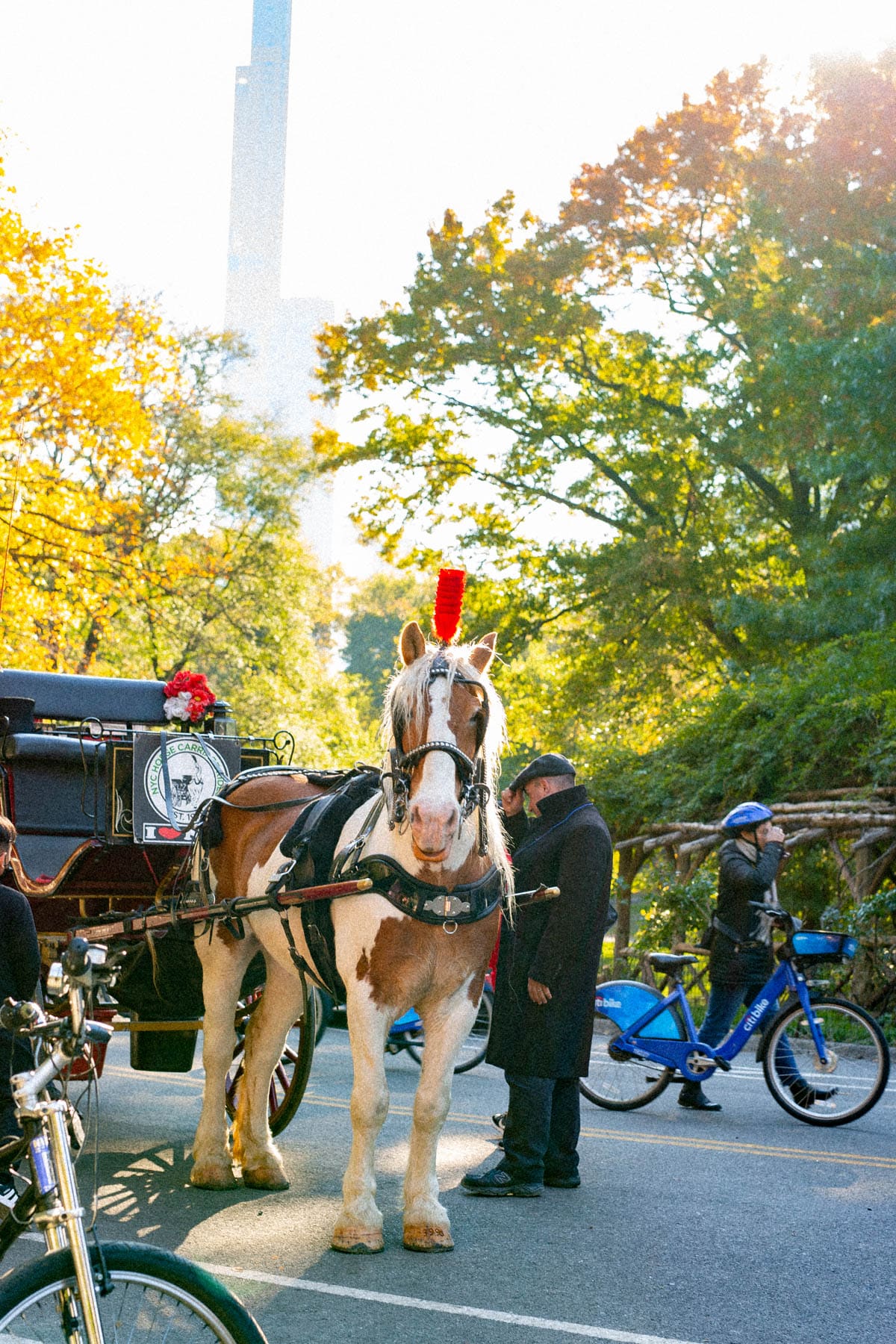 Central Park in the fall horse carriage