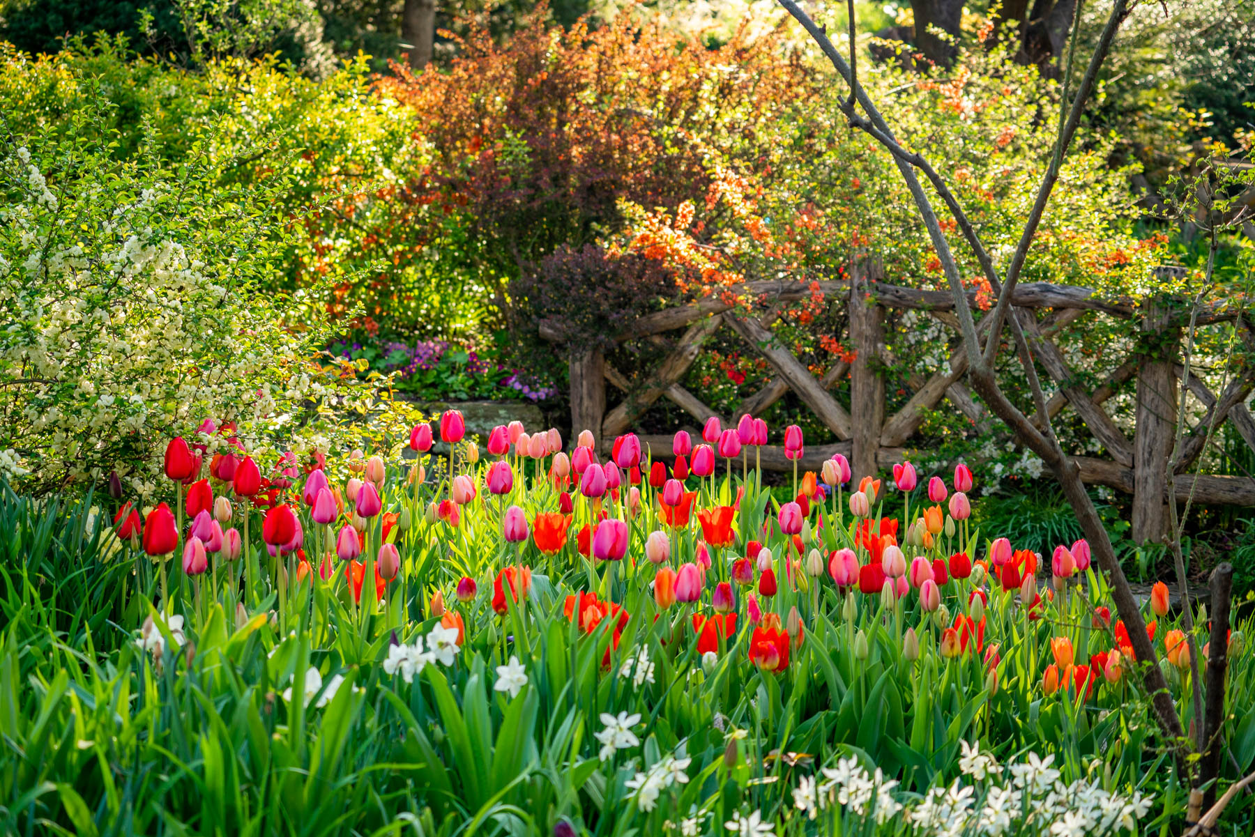 Central park tulips
Best spots for spring blooms New York City