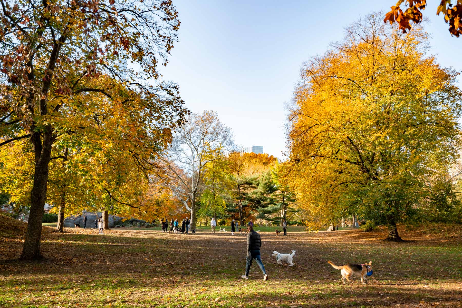 Central Park dog runs