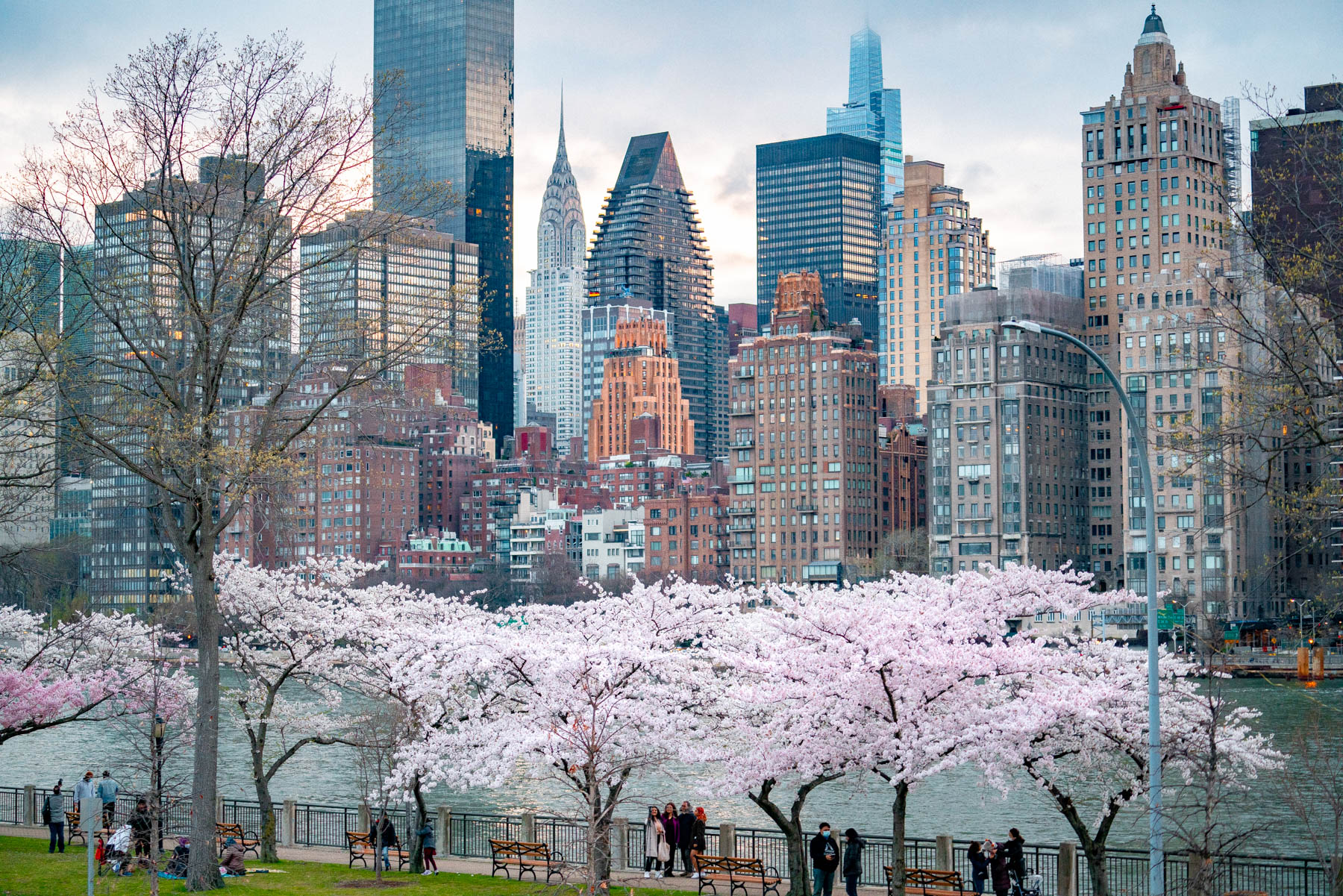 Roosevelt Island Cherry Blossoms, Best things to do in New York City in Spring