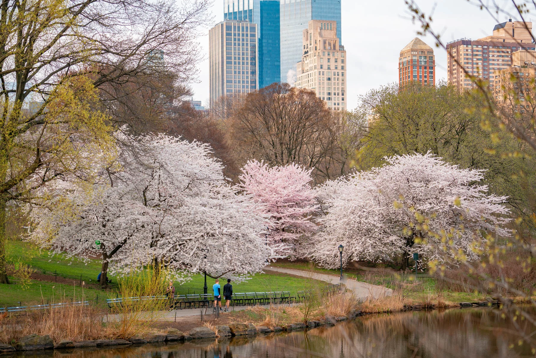 Best time to visit NYC, Cherry blossoms