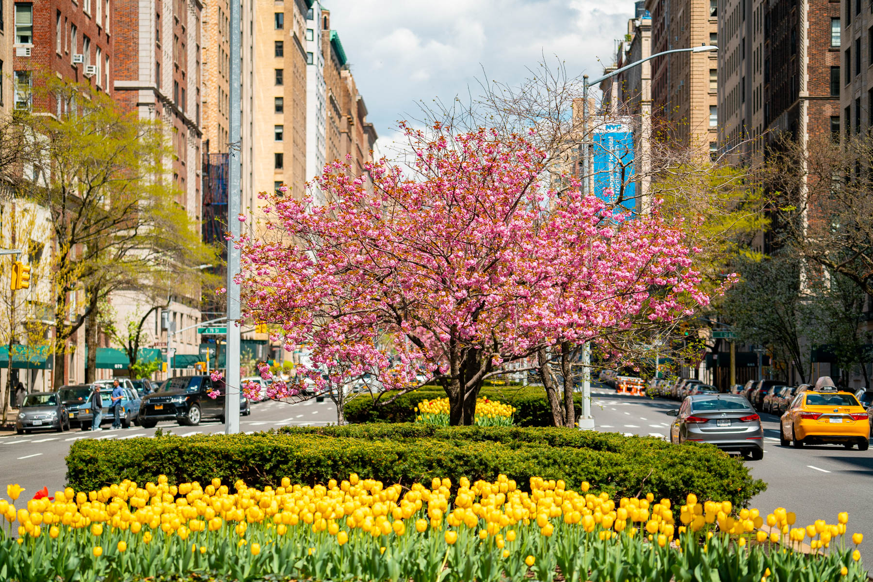 where to find tulips in New York City
Park Avenue Tulips NYC