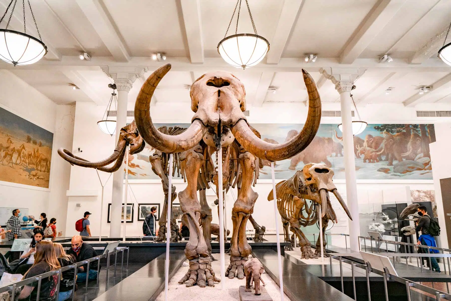 Best things to see at the American Museum of Natural History, Mammoths