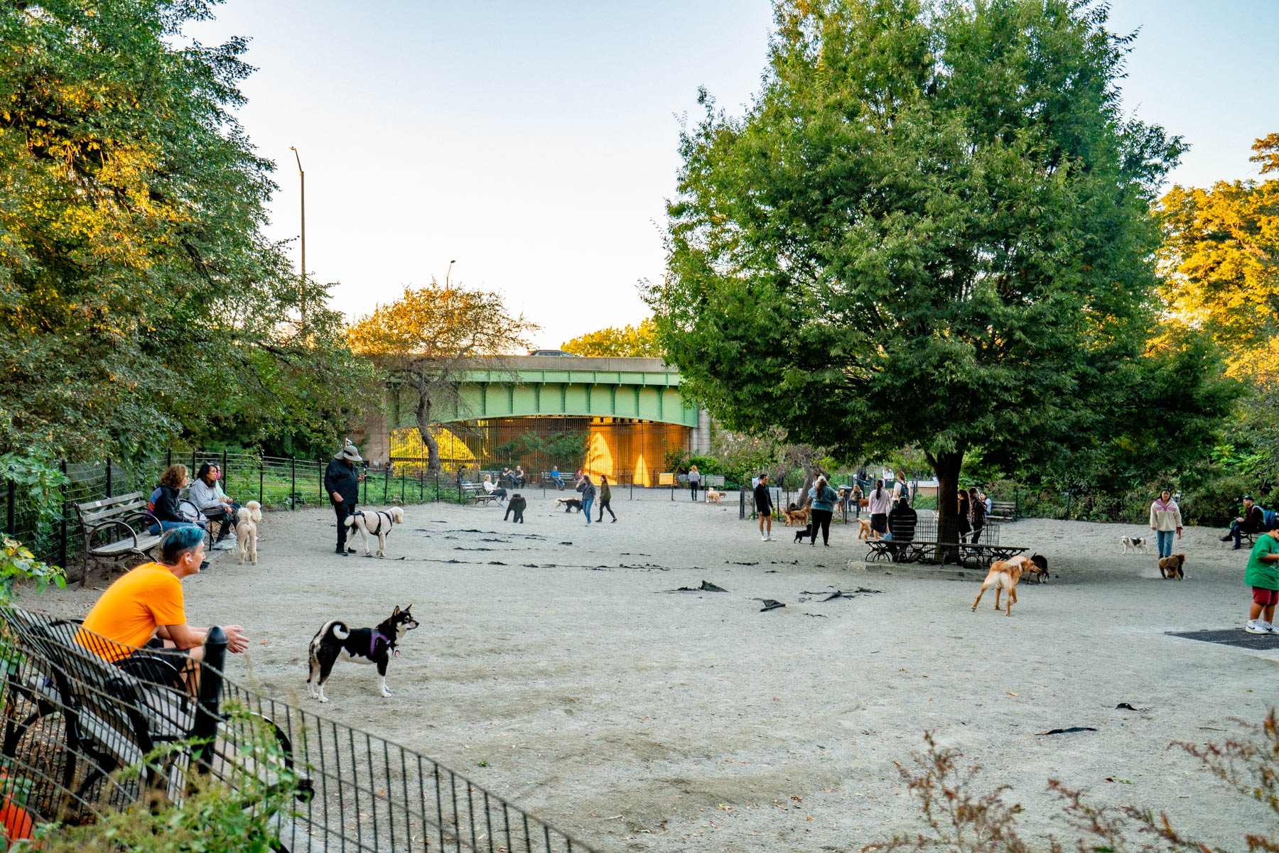 Best dog parks New York City