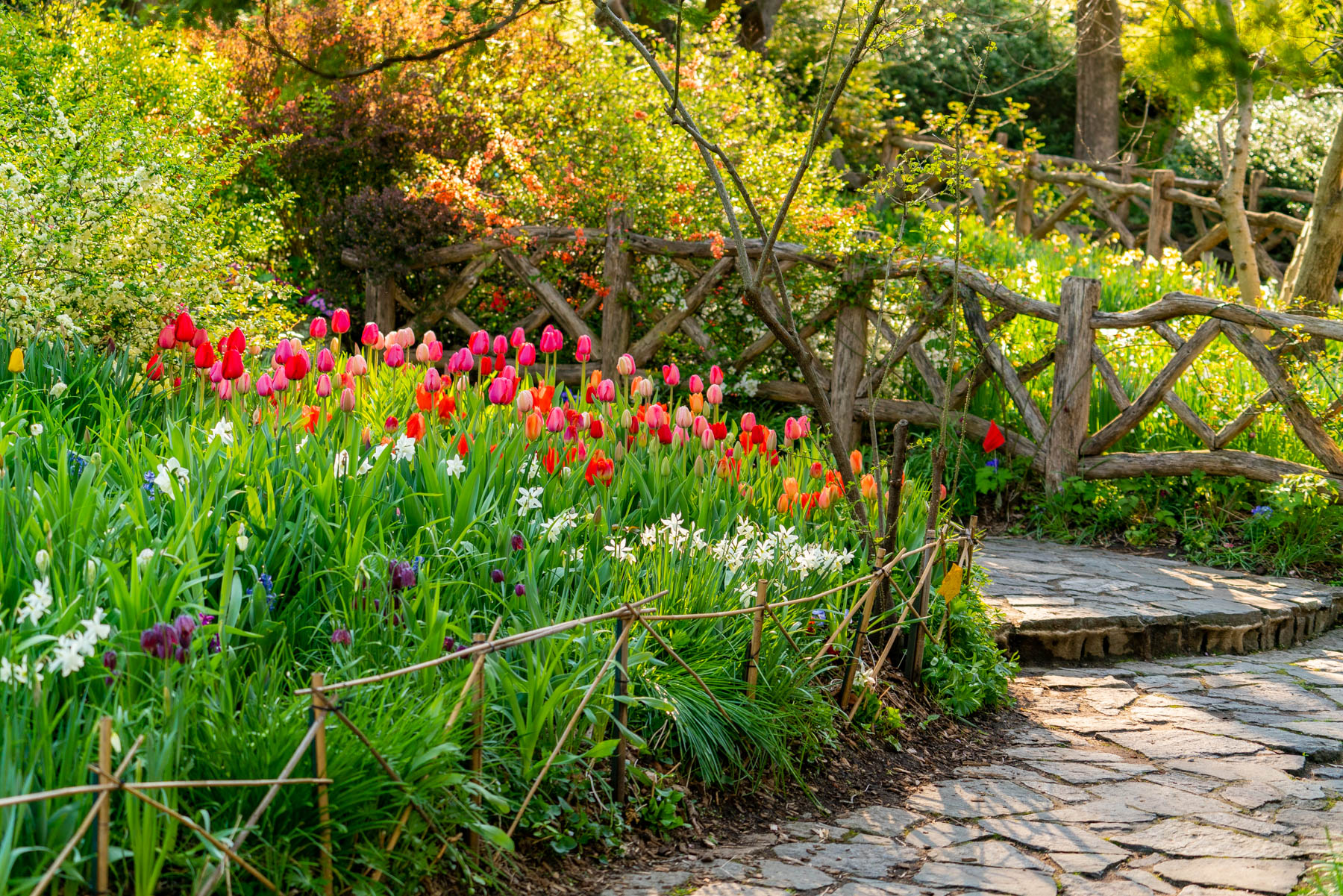 Where to find tulips in New York City
best photo spots in Central Park