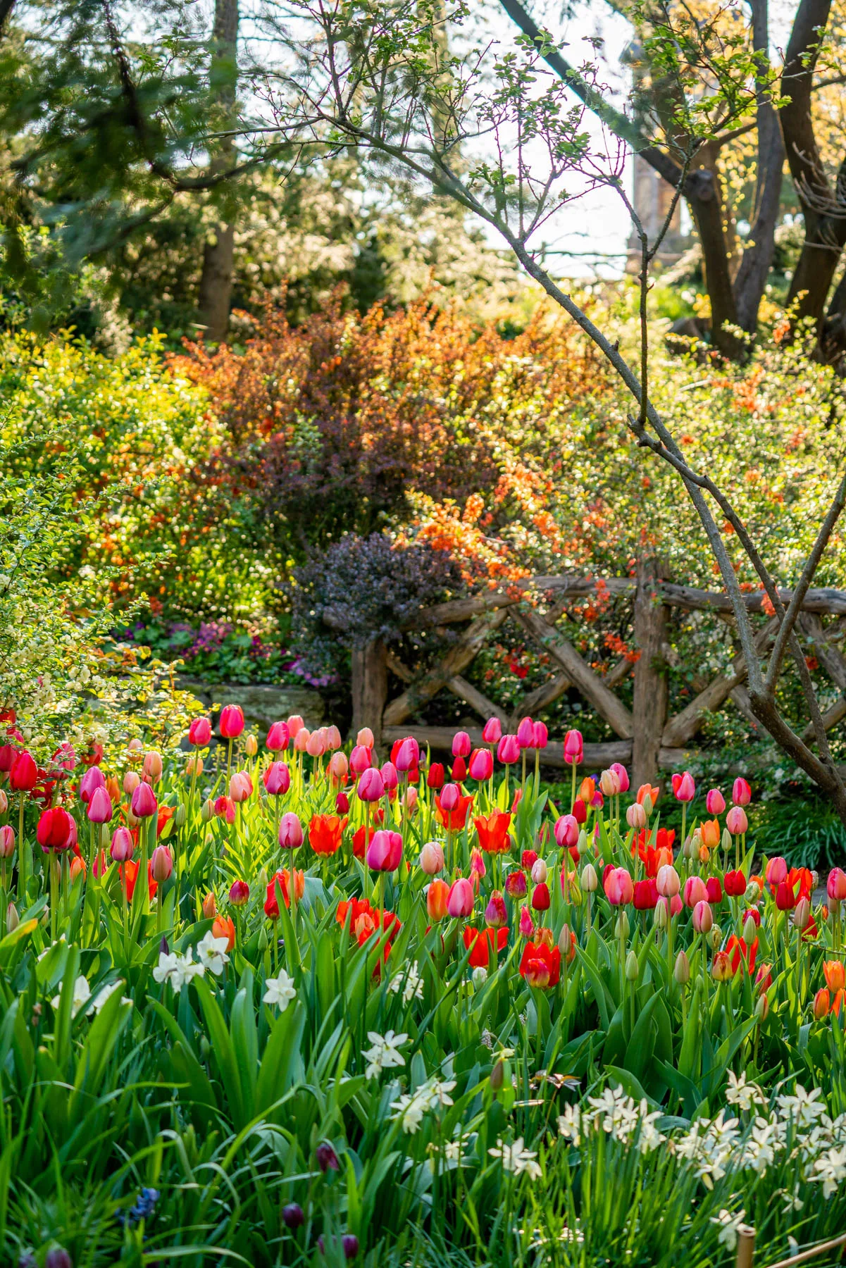 Tulips at the Shakespeare Garden in Central Park in NYC