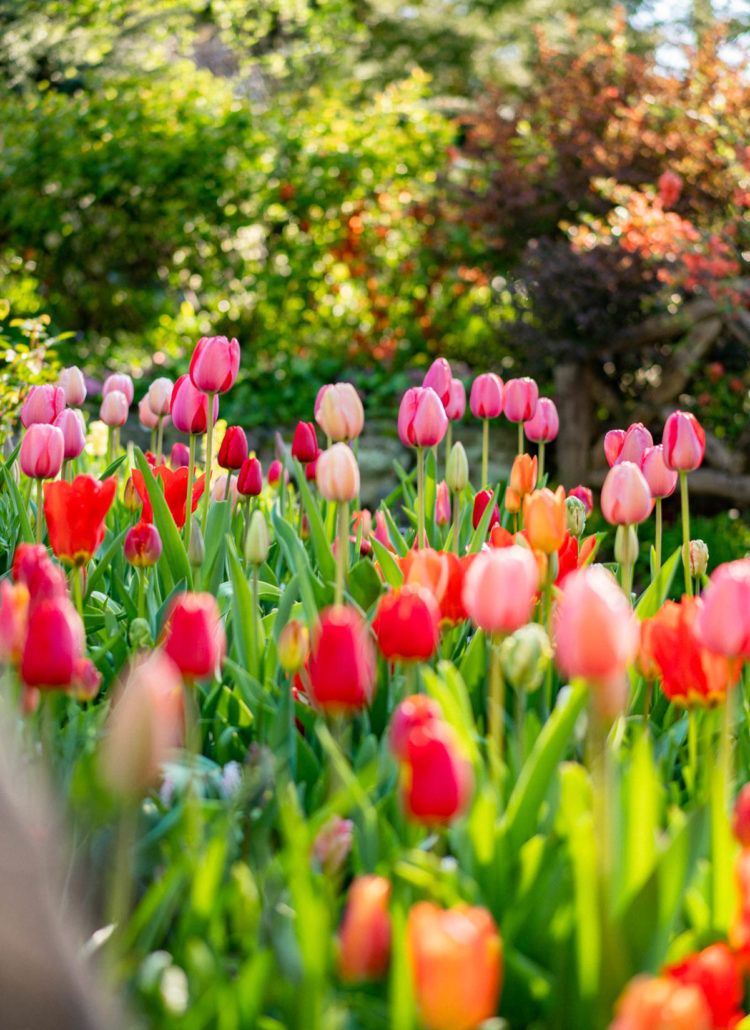10 Outstanding Spots to Find Tulips in New York City