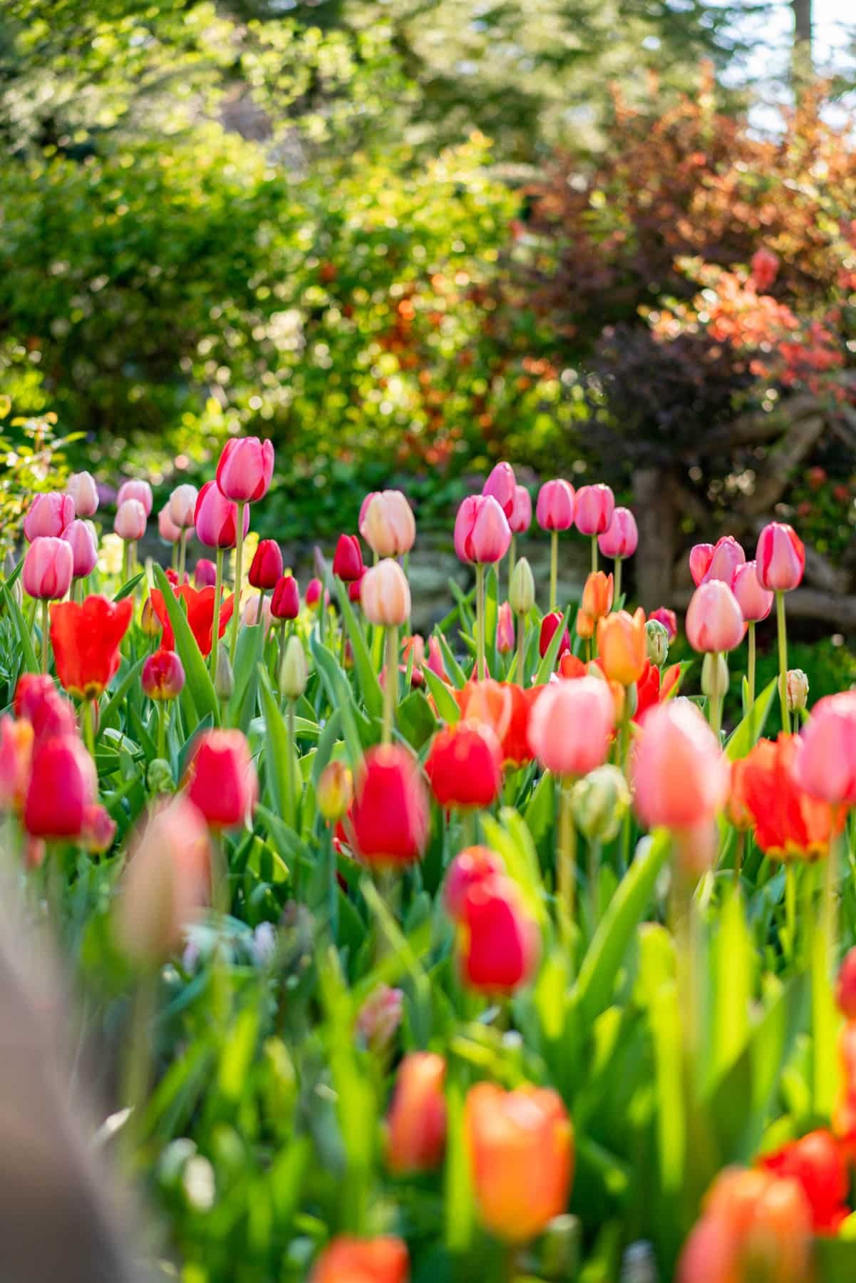 Tulips at the Shakespeare Garden in Central Park in NYC