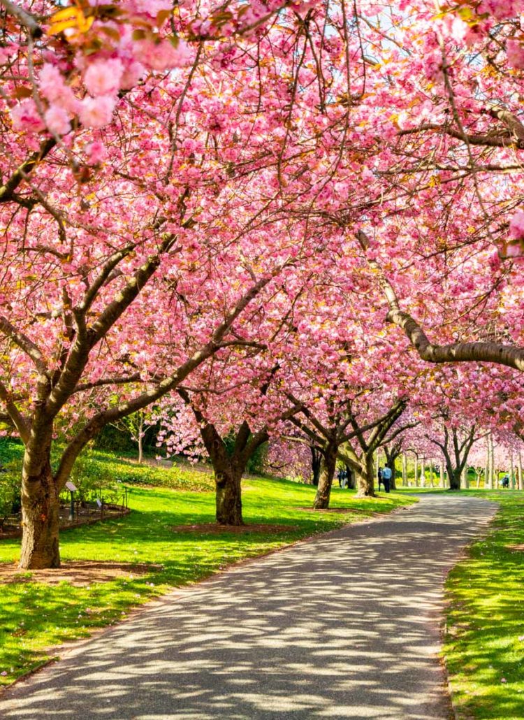 The New York City Cherry Blossom Tracker – What to Expect 2023