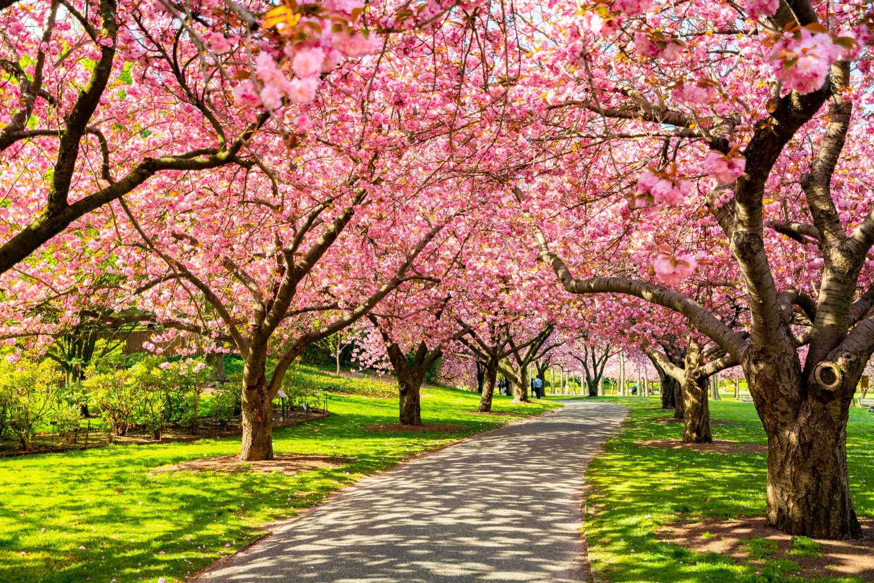 Cherry Blossoms at Brooklyn Botanic Garden in New York City
