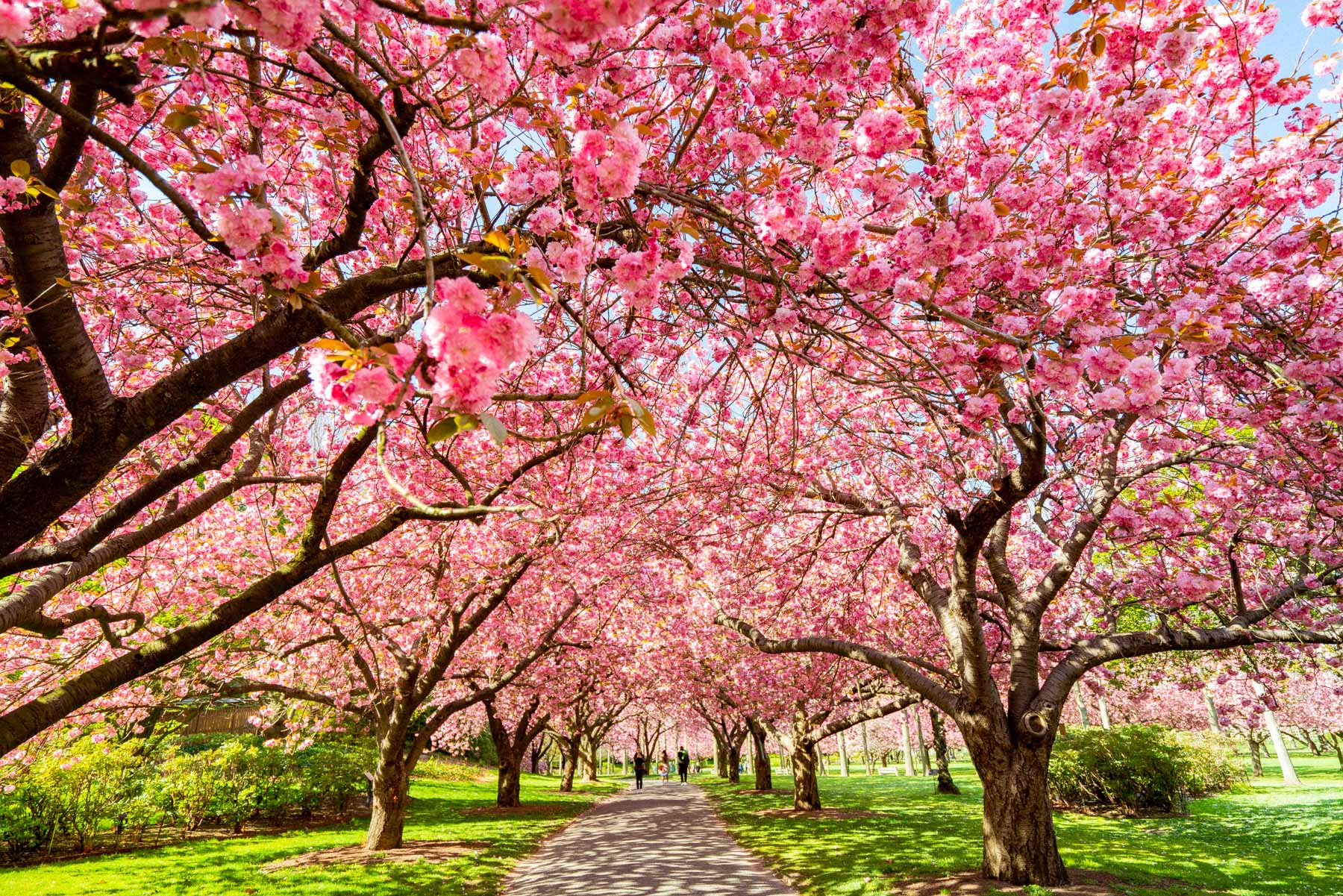 Brooklyn Botanic Garden Blossoms, Best time to visit NYC