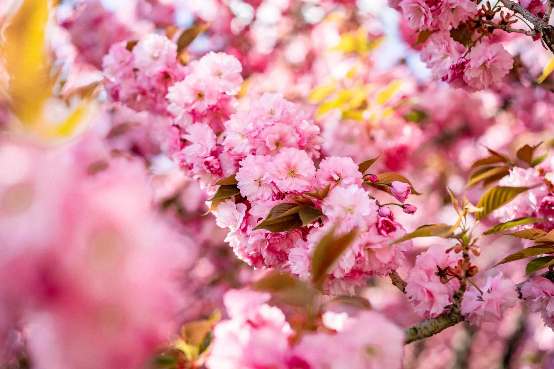 kwanzan cherry blossoms