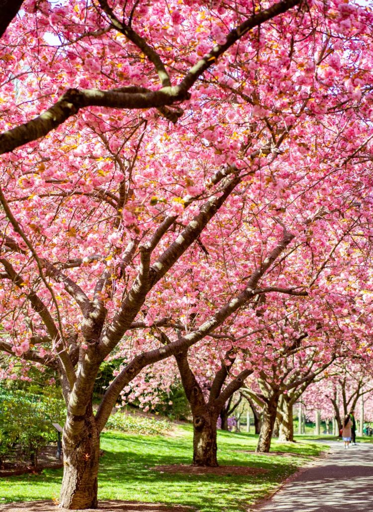 Cherry Blossoms New York City