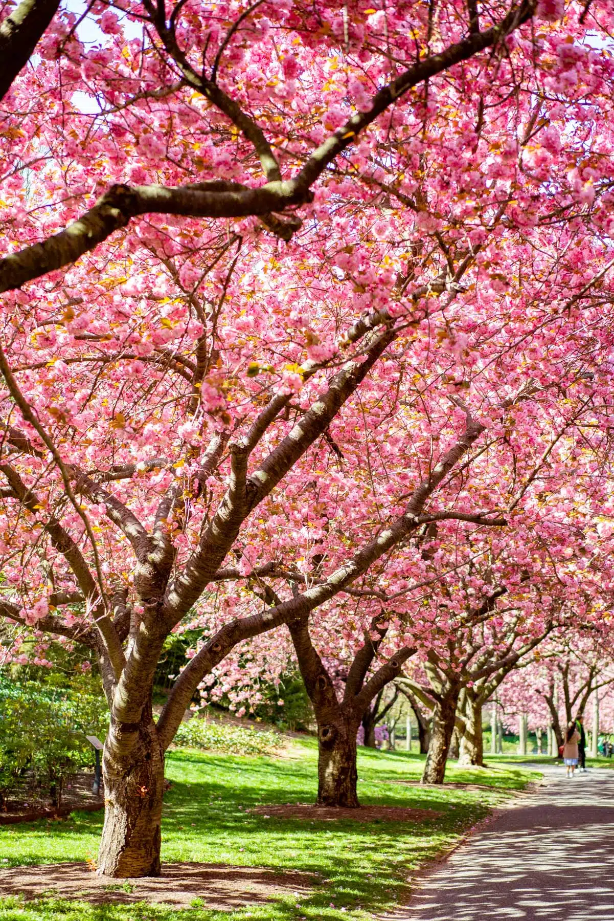 Cherry Blossoms at Brooklyn Botanic Garden in New York City