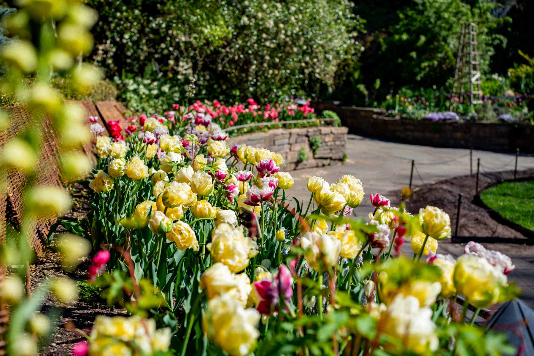 tulips at the Brooklyn Botanic Garden
