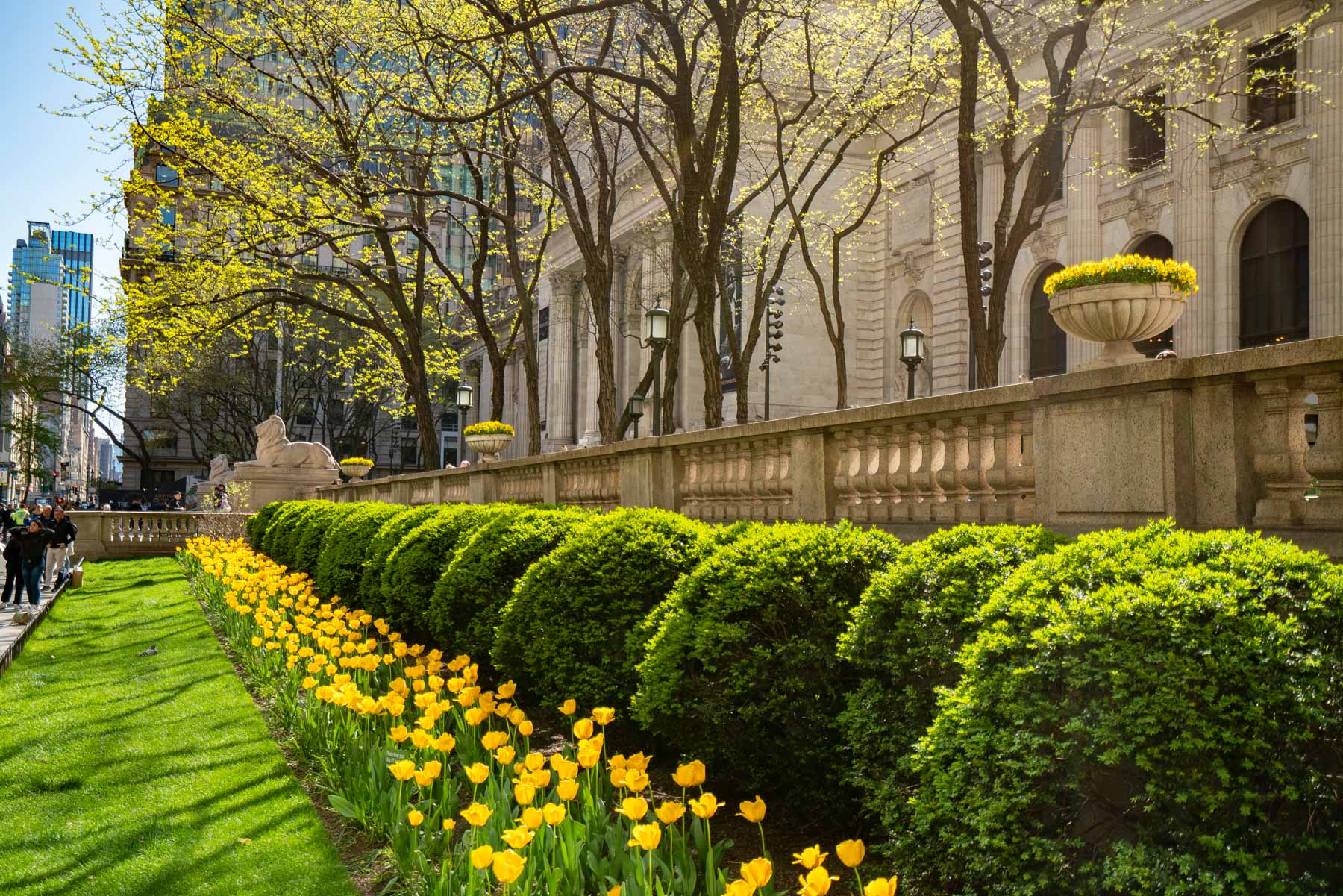 Where to find tulips in New York City