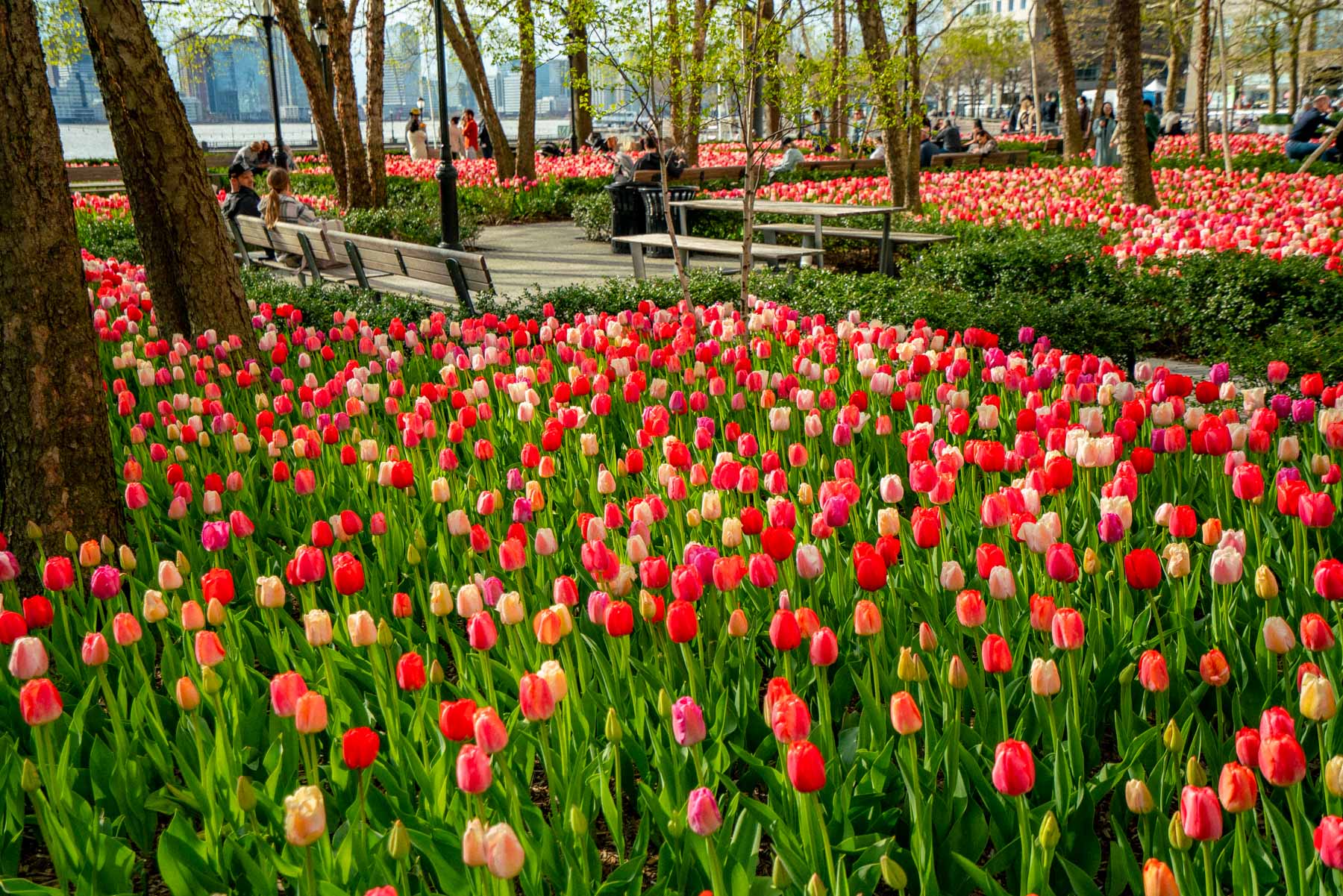 Where to find tulips in New York City