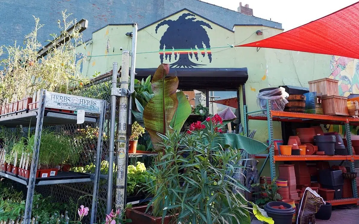 15 PREMIER Plant Stores in New York City (Beginner Friendly)