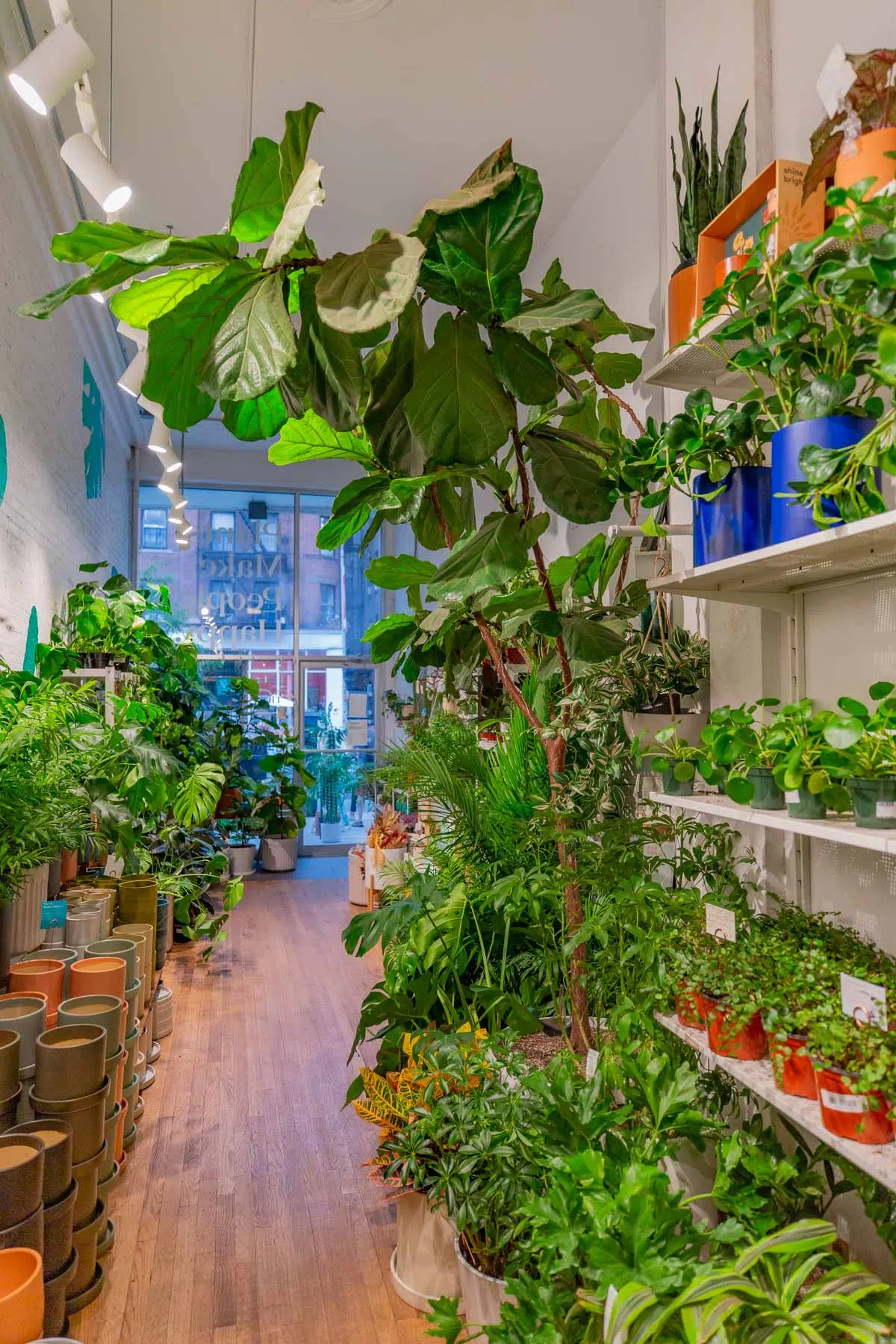 15 Prime NYC Plant Shops (Green Thumb Beginners Guide)