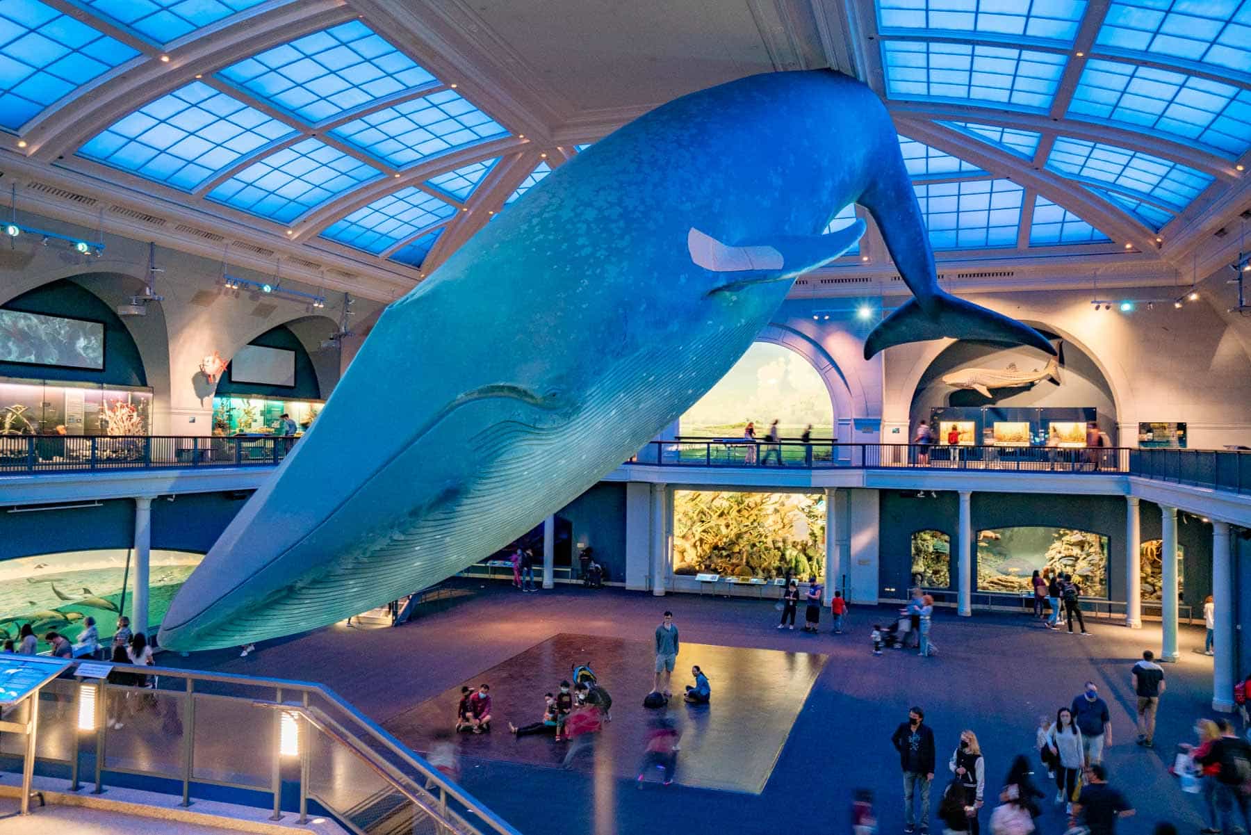 Things to see at AMNH, Blue Whale