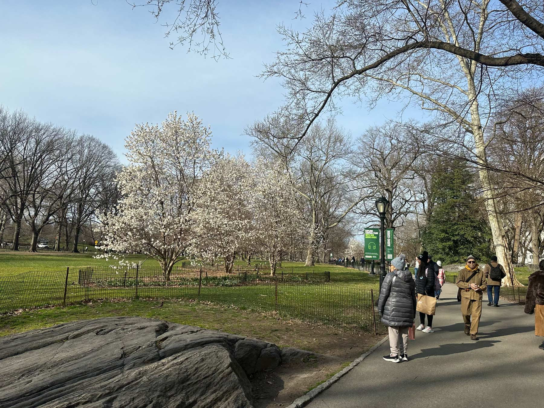 new york city cherry blossom tracker, nyc cherry blossoms tracker,