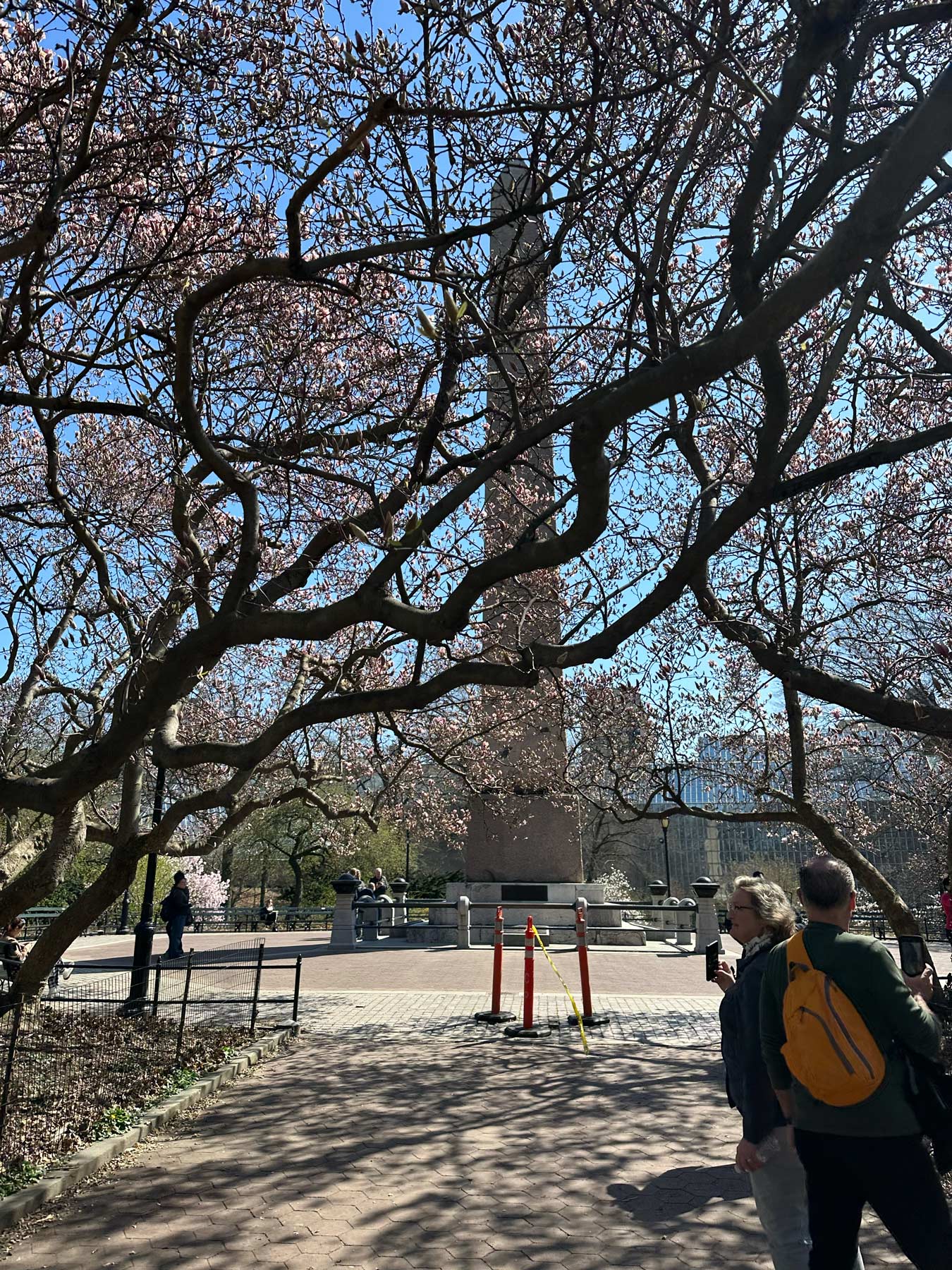 nyc cherry blossoms tracker