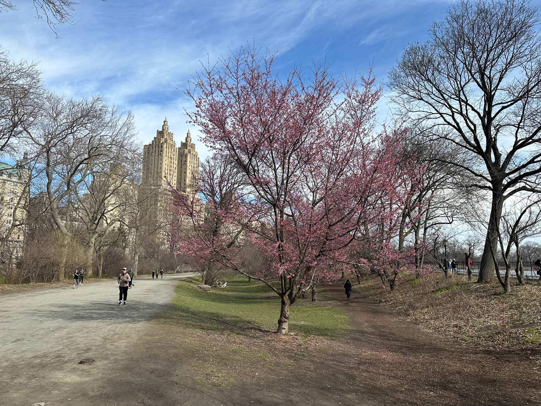 new york city cherry blossom tracker, nyc cherry blossoms tracker,