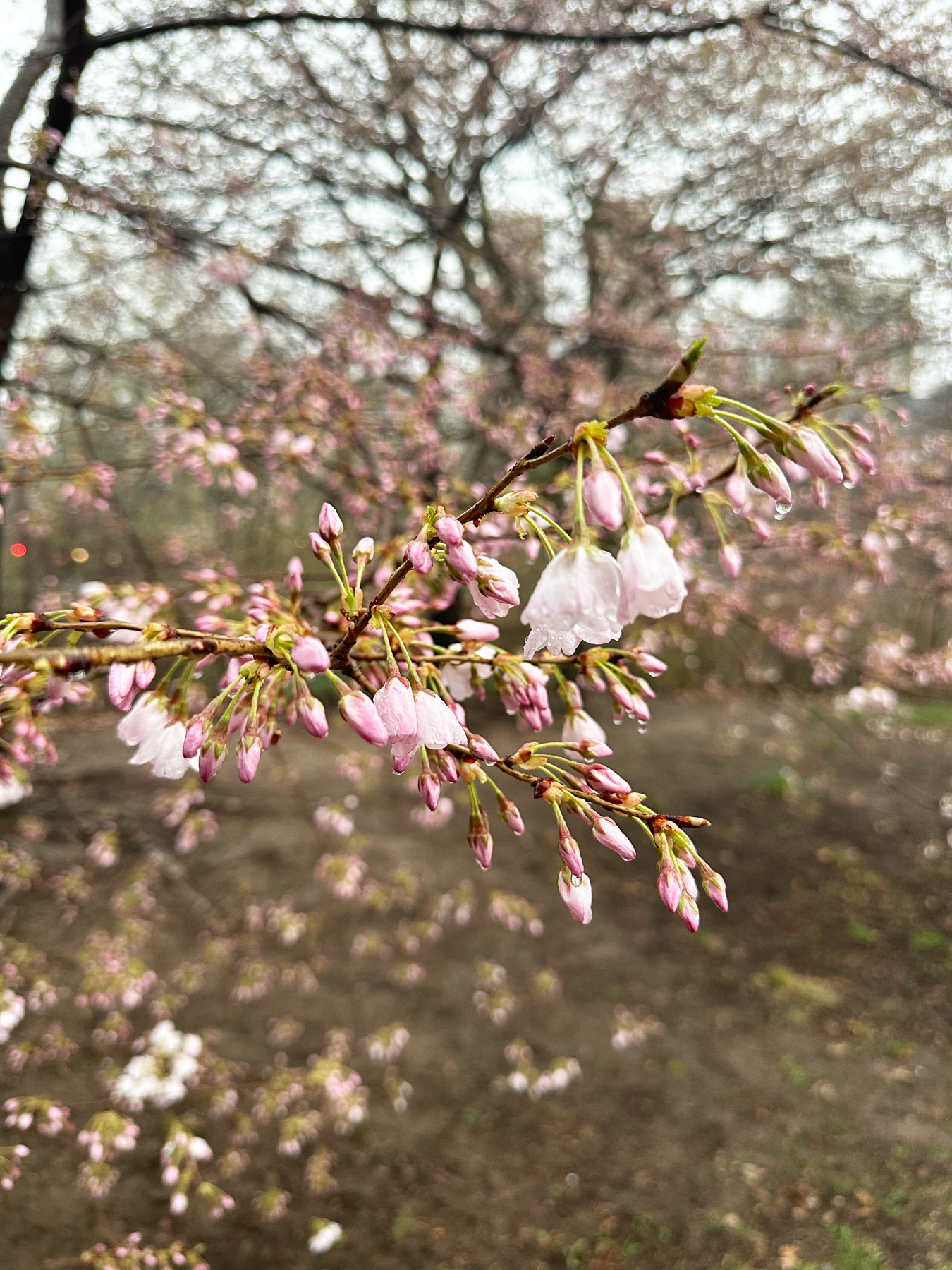 nyc cherry blossoms tracker, nyc cherry blossoms, new york city cherry blossom trees