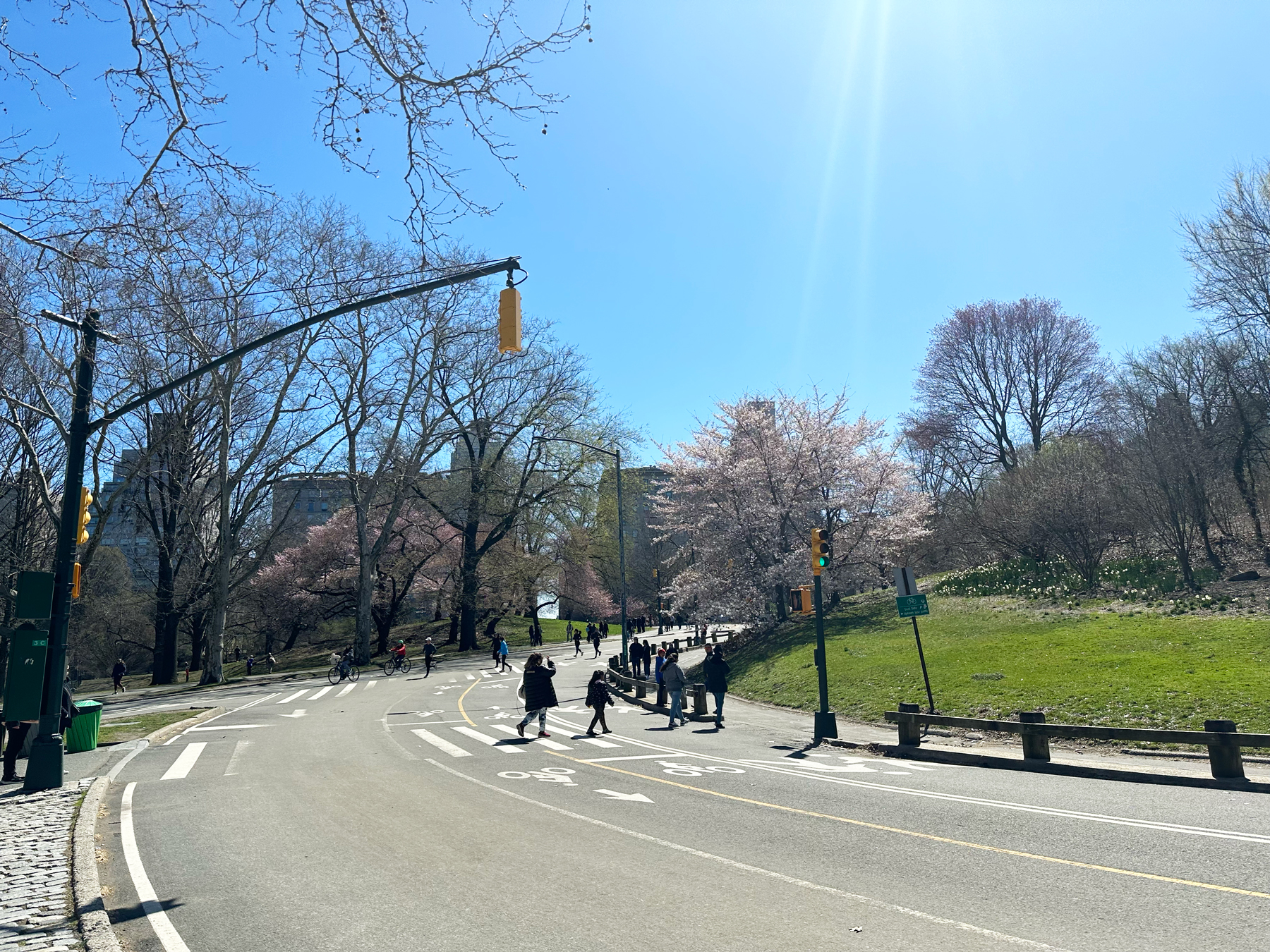 cherry blossoms april