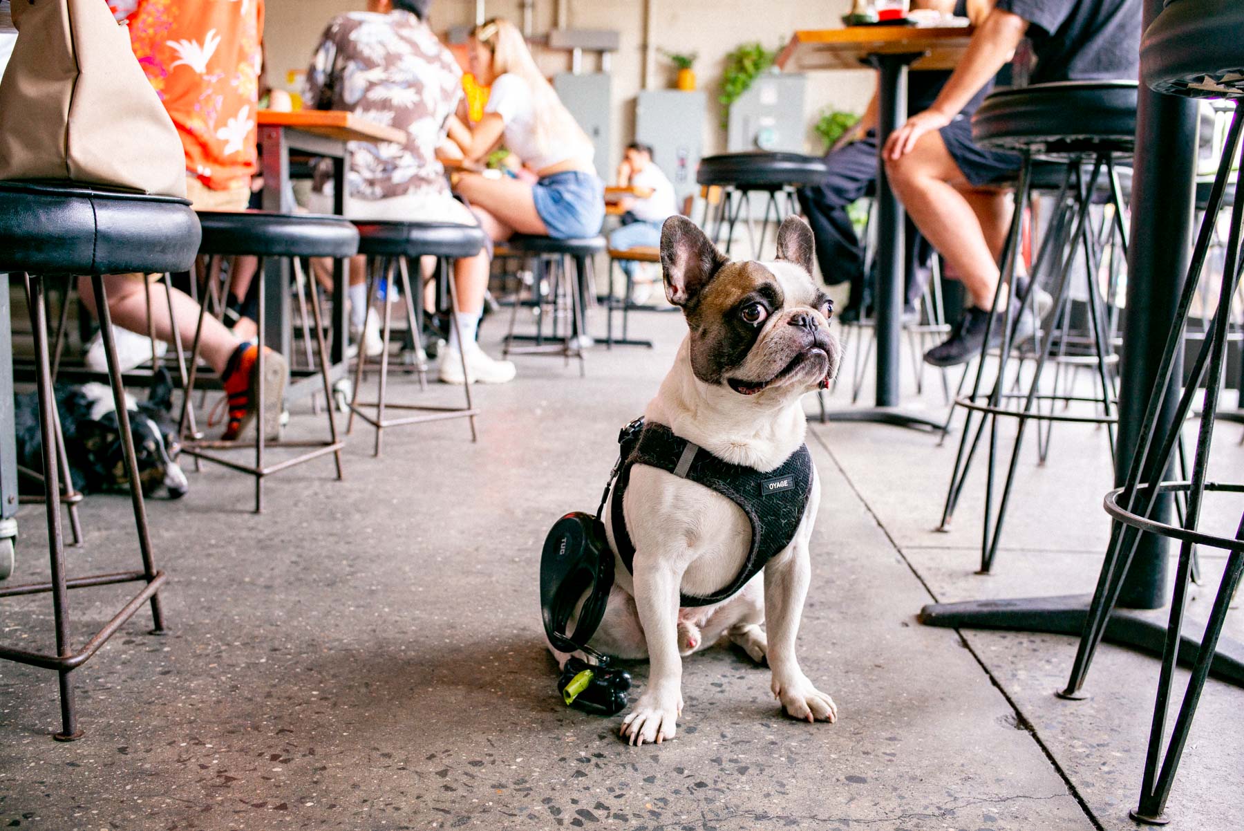 dog friendly breweries in Brooklyn
