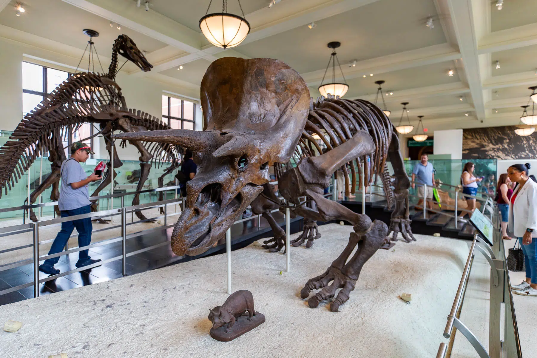 Things to see at the American Museum of Natural History, Fossils, Triceratops