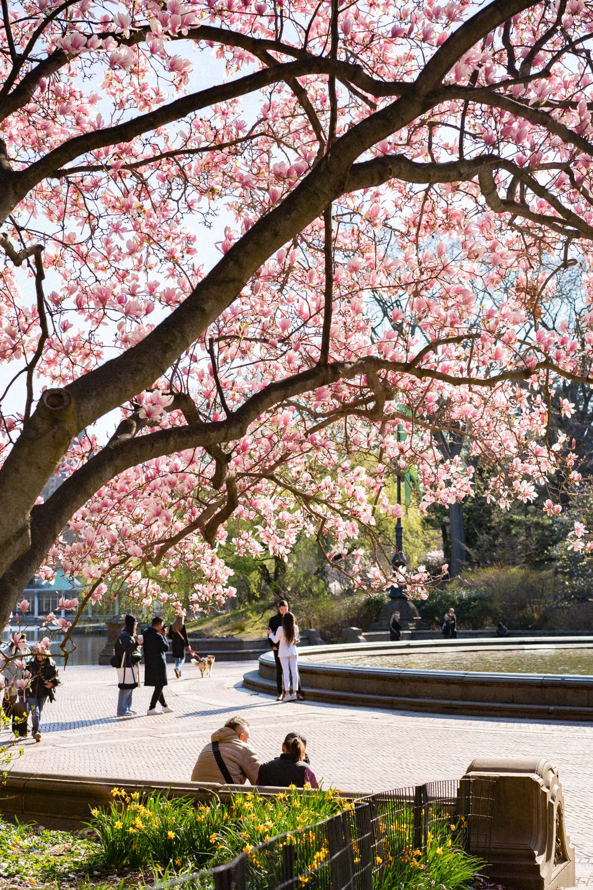 Cherry blossoms in Central Park, Bethesda Fountain
