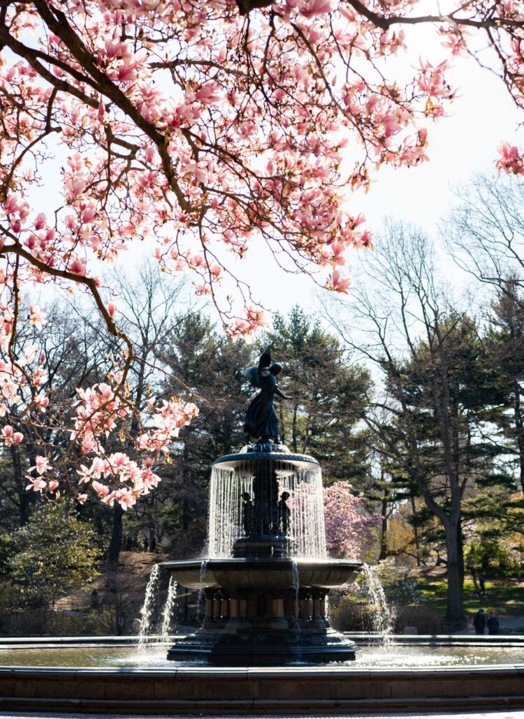 5 Best Spots to See Cherry Blossoms in Central Park (Local’s Guide)