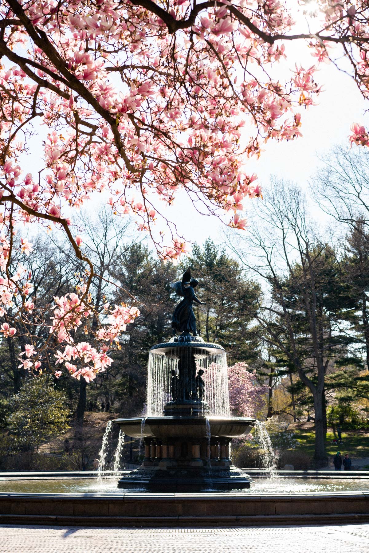 Cherry blossoms in Central Park, Bethesda Fountain