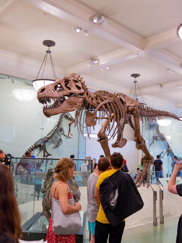 5 EPIC Things to See at The American Museum of Natural History (Bucket List)