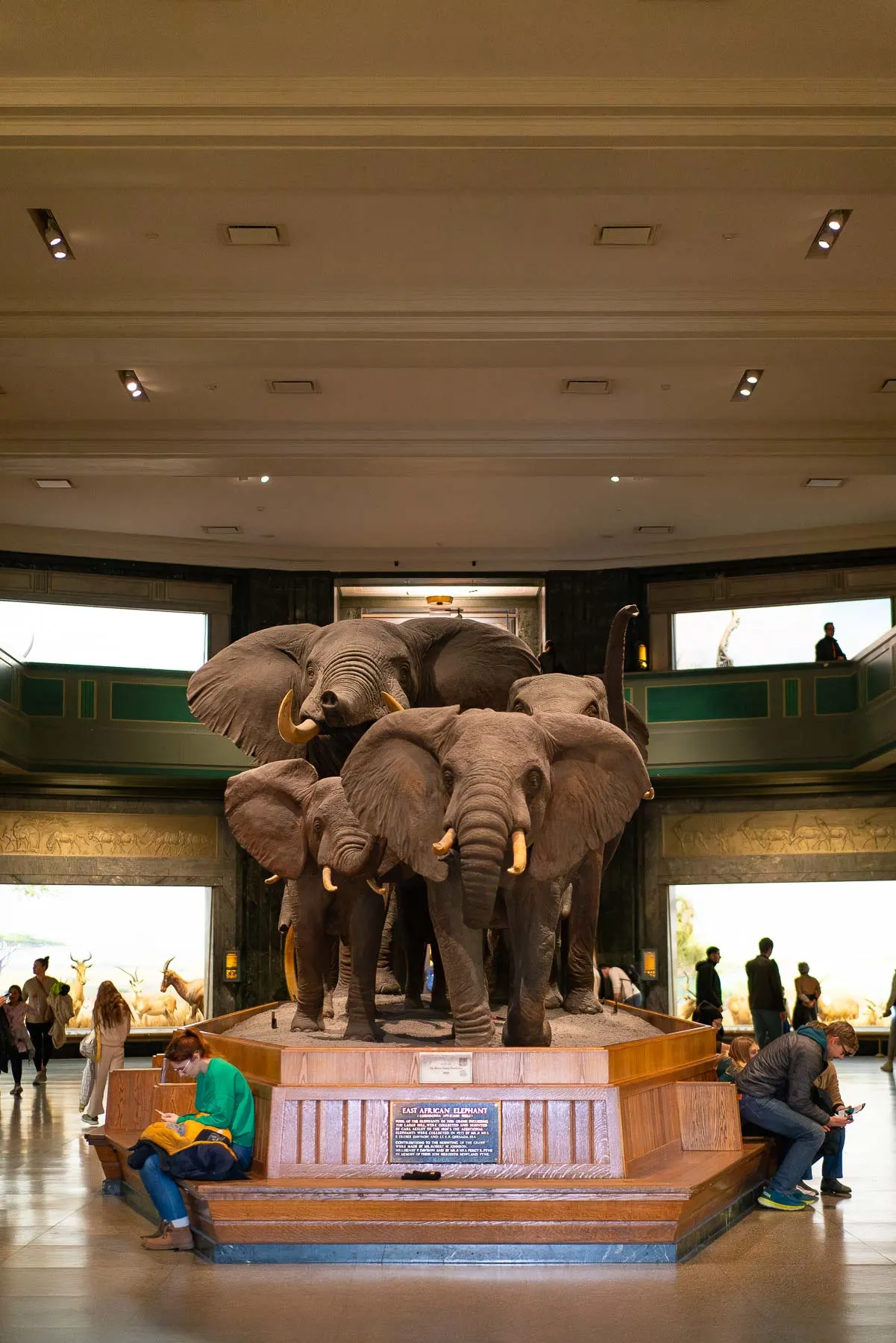 African Elephants, Best Things to See at the American Museum of Natural History