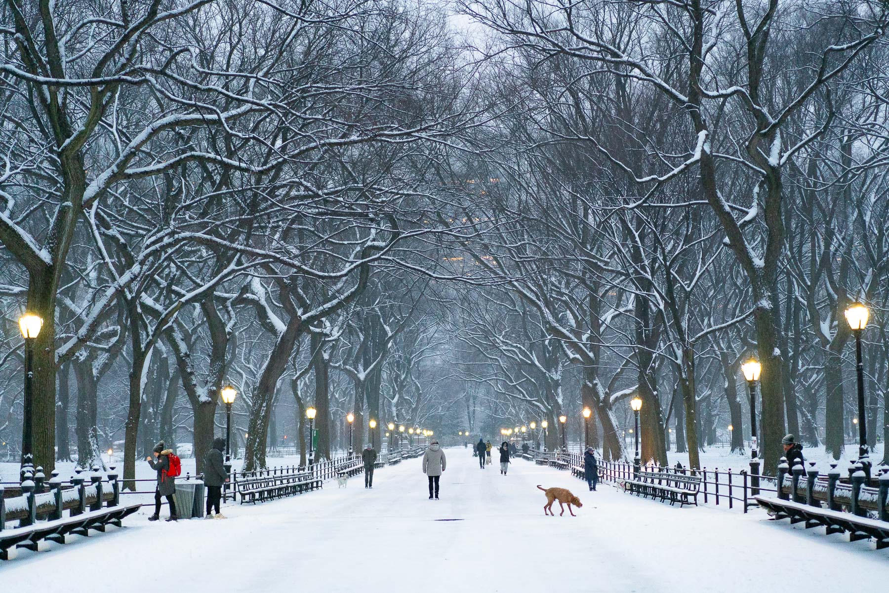 The Mall in Central Park in the Snow