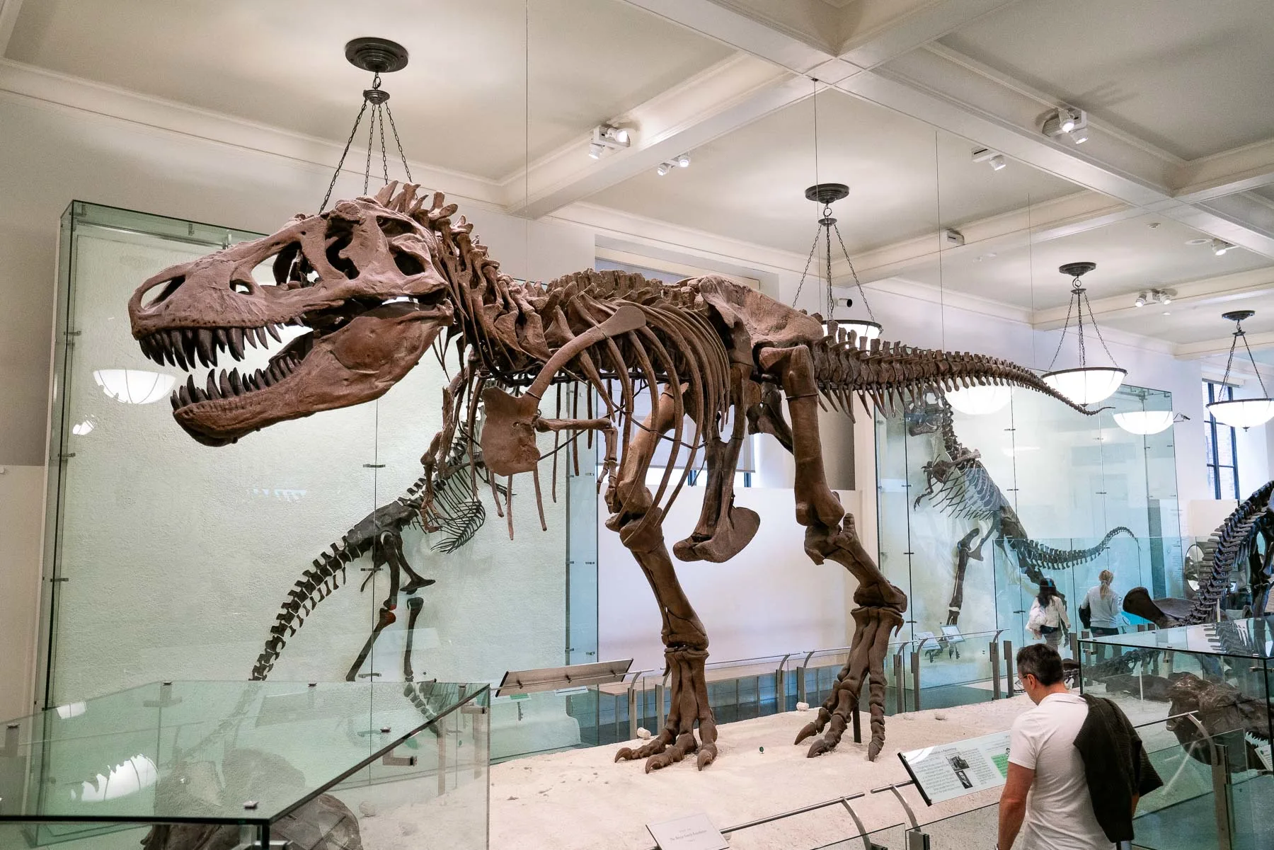 T-Rex Fossil, Best Things to See at the American Museum of Natural History, 3 days NYC