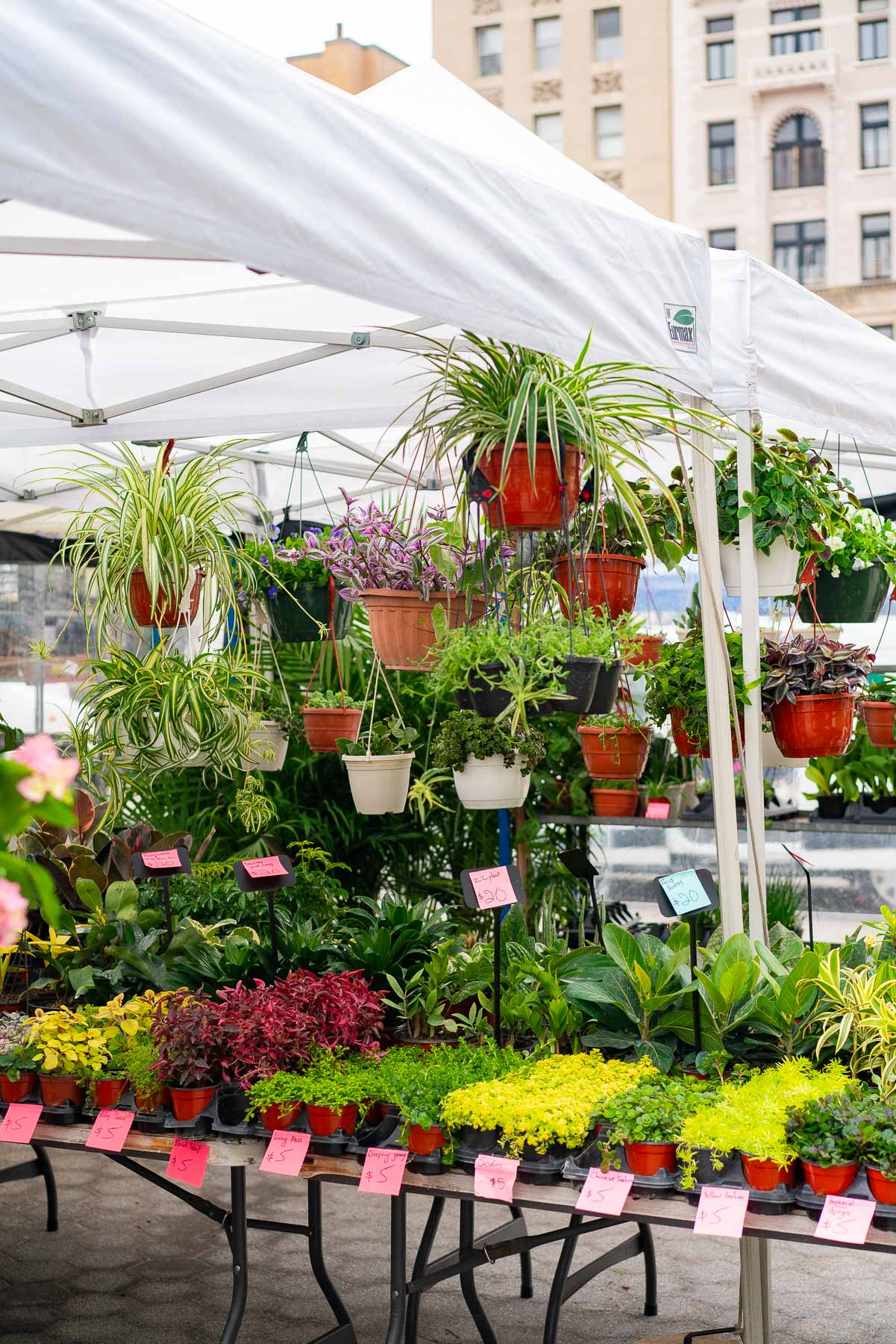 Plants being sold at Union Square Greenmarket