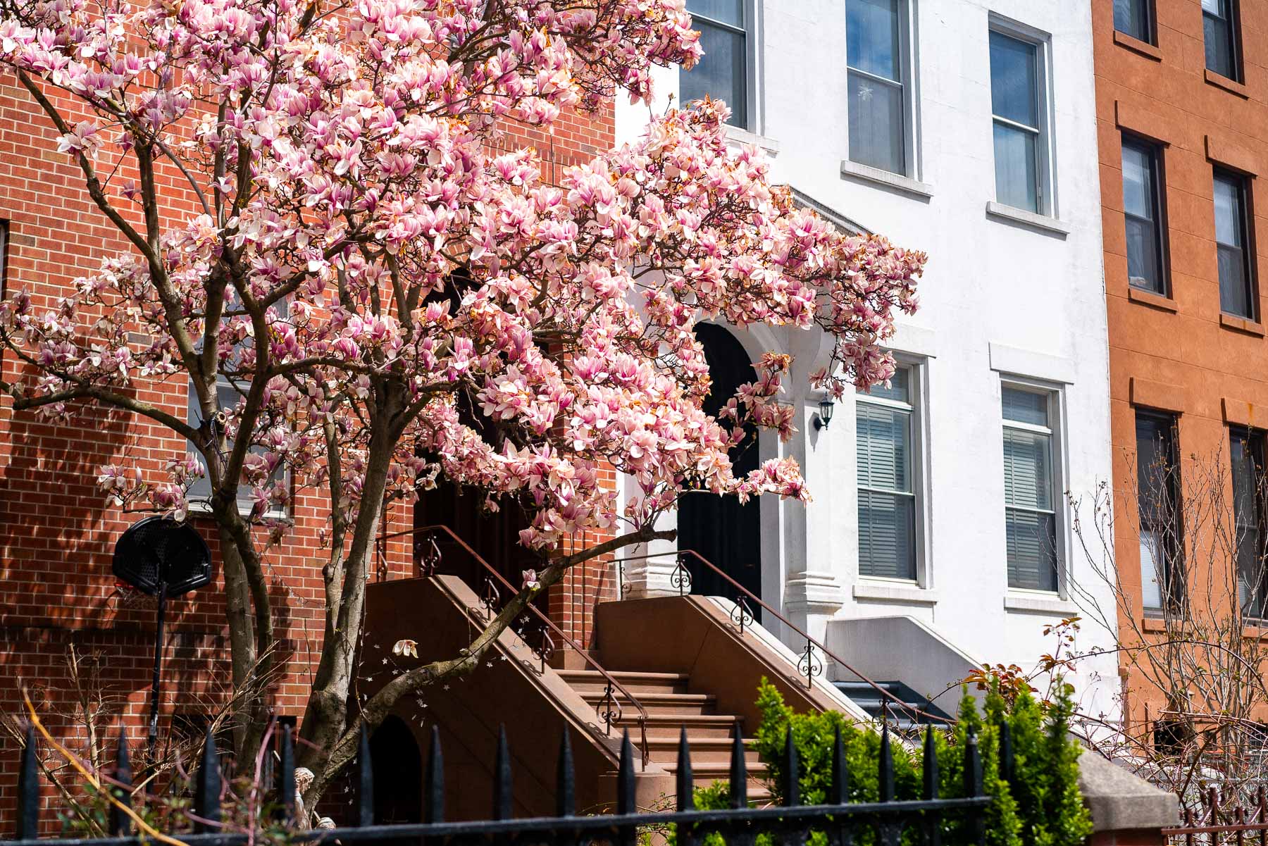 A magnolia tree blooming in front of row houses, one of which is brick and the other is white on a bright sunny day in Carrol Gardens, one of the best neighborhoods to live in Brooklyn