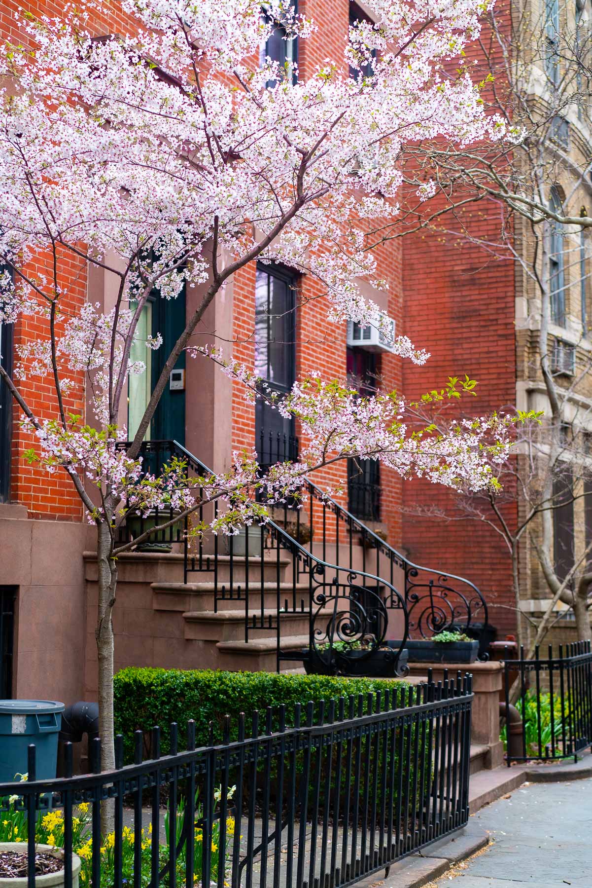 Pink cherry Blossoms blooming in front of a stoop of a brick rowhouse in Cobble Hill, one of the best Brooklyn neighborhoods