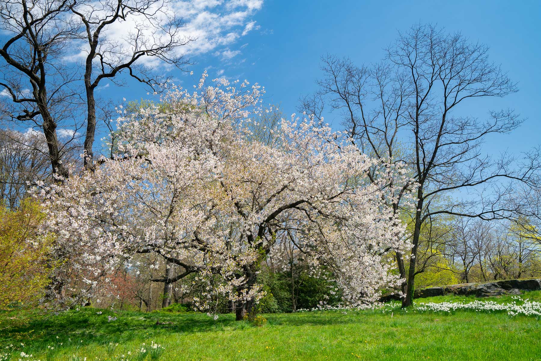 A Cherry Blossoms tree blooming in a green field with pops of flowers blooming  at the New York Botanical Garden