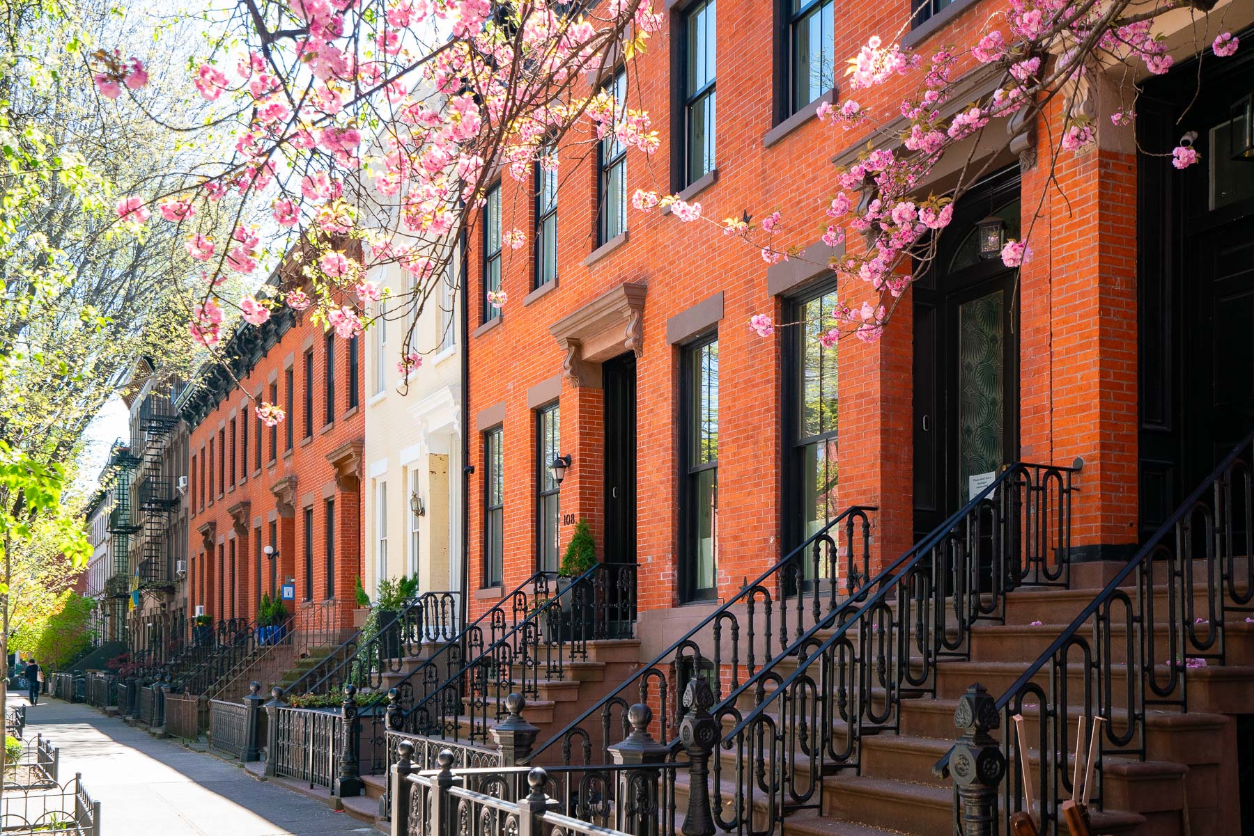 Brick rowhouses on a sunny day under a blooming cherry tree in Cobble Hill, Brooklyn